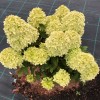 Hydrangea paniculata 'Little Passion' - Aedhortensia 'Little Passion' C2/2L